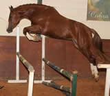 Haras e Hípicas em Cascavel